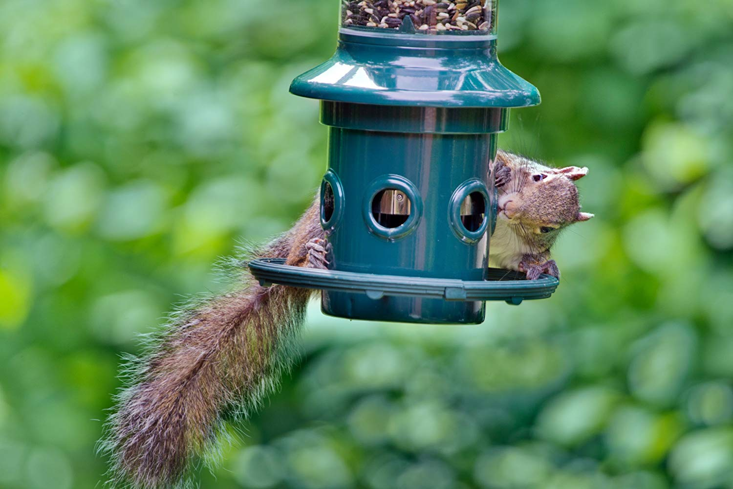 Don't let your bird feeder feed any other animals but birds. It's a bird feeder, god dang it.<br><br>Give squirrels a bad time <a href="https://amzn.to/2qaqEJS" target="_blank" "nofollow">here</a>.