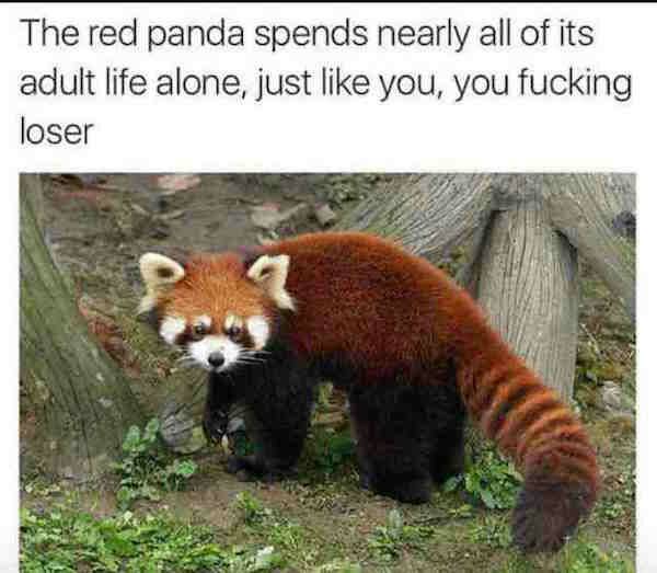 offensive meme about being lonely with picture of red panda