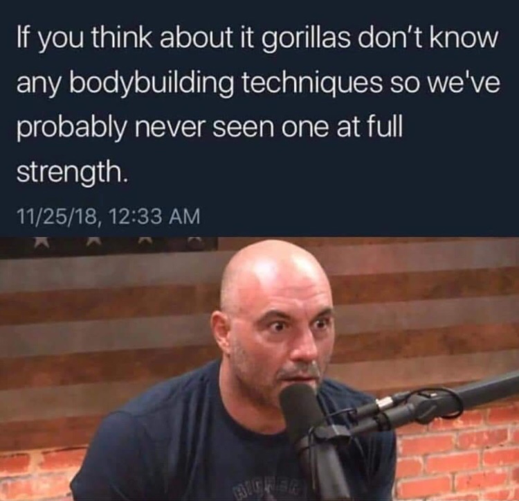 memes - joe rogan gorilla meme - If you think about it gorillas don't know any bodybuilding techniques so we've probably never seen one at full strength. 112518,