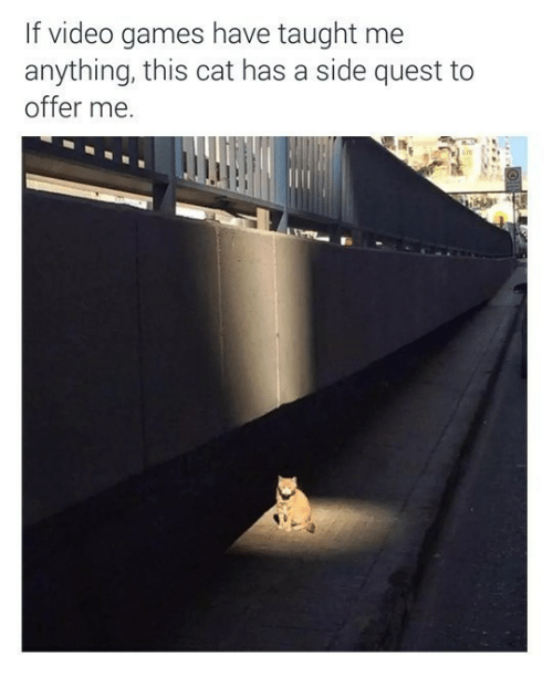 cat has a side quest - If video games have taught me anything, this cat has a side quest to offer me.