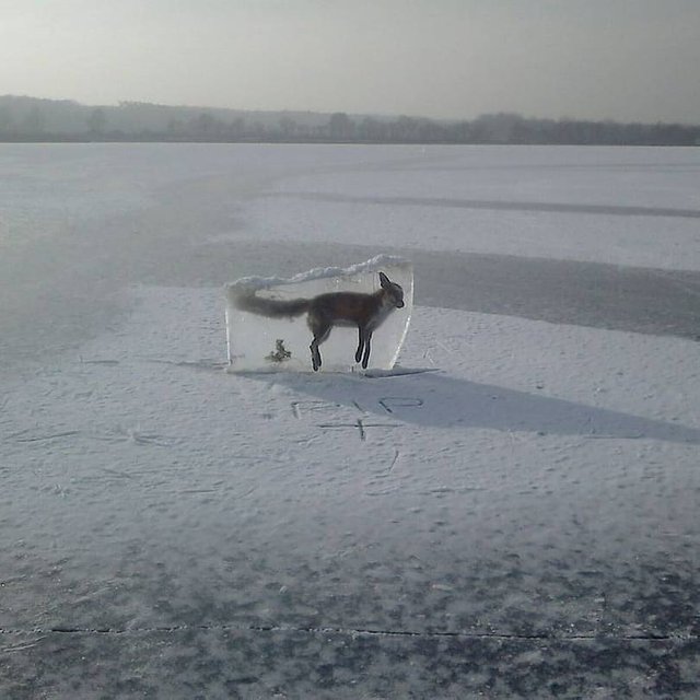 A strange picture featuring a fox that looks frozen in an ice cube.