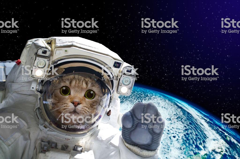 A strange yet cool stock photo of a cat in outer space wearing a space suit. 