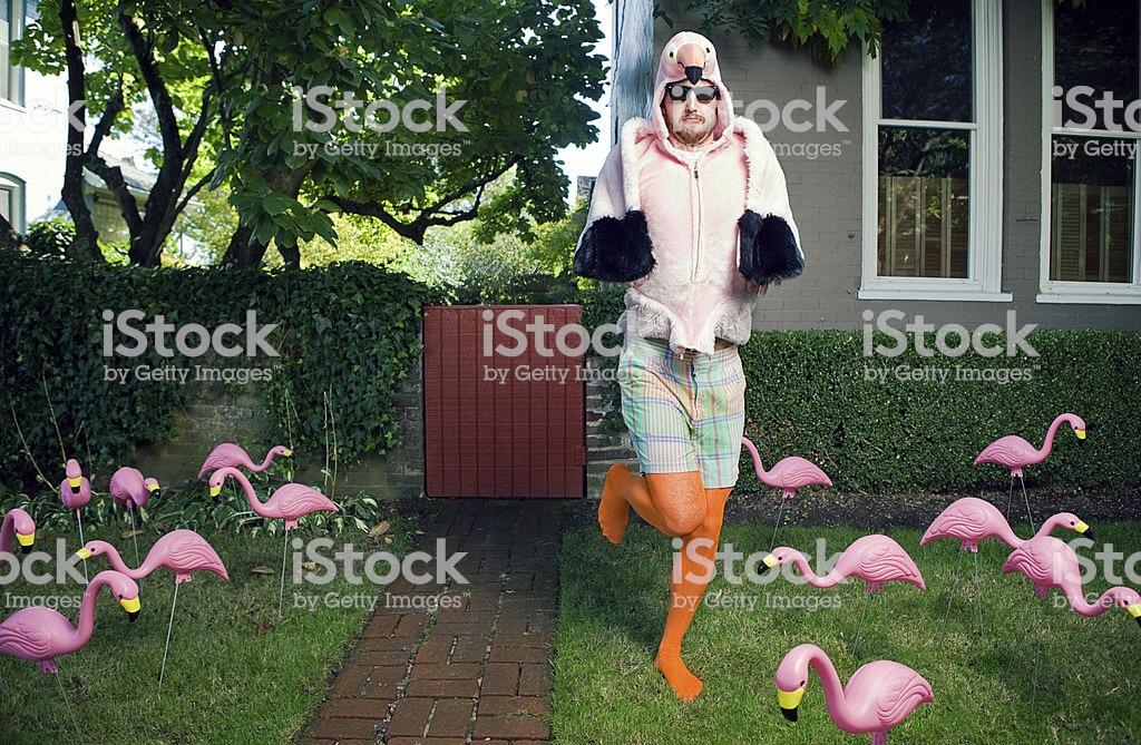A very weird stock image from iStock of a man dressed as a flamingo running through a yard of plastic flamingos. 