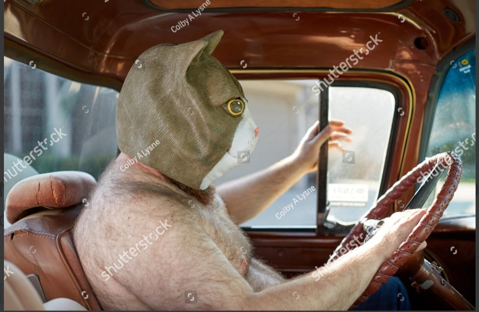 A disturbing and strange stock photo from shutterstock of a naked man driving a car wearing a cat head. 