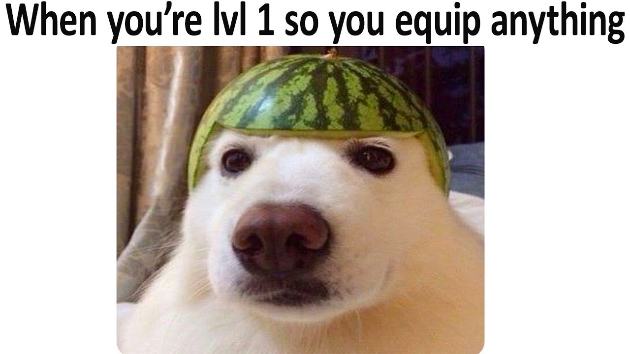 Dog with a watermelon helmet that is a wholesome meme