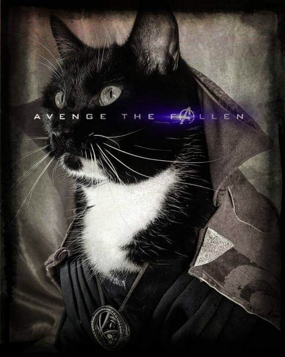 Avenge the Fallen meme - Cat in an Avengers Endgame poster