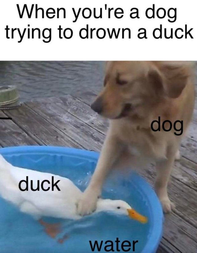 dank meme - photo caption - When you're a dog trying to drown a duck dog duck water