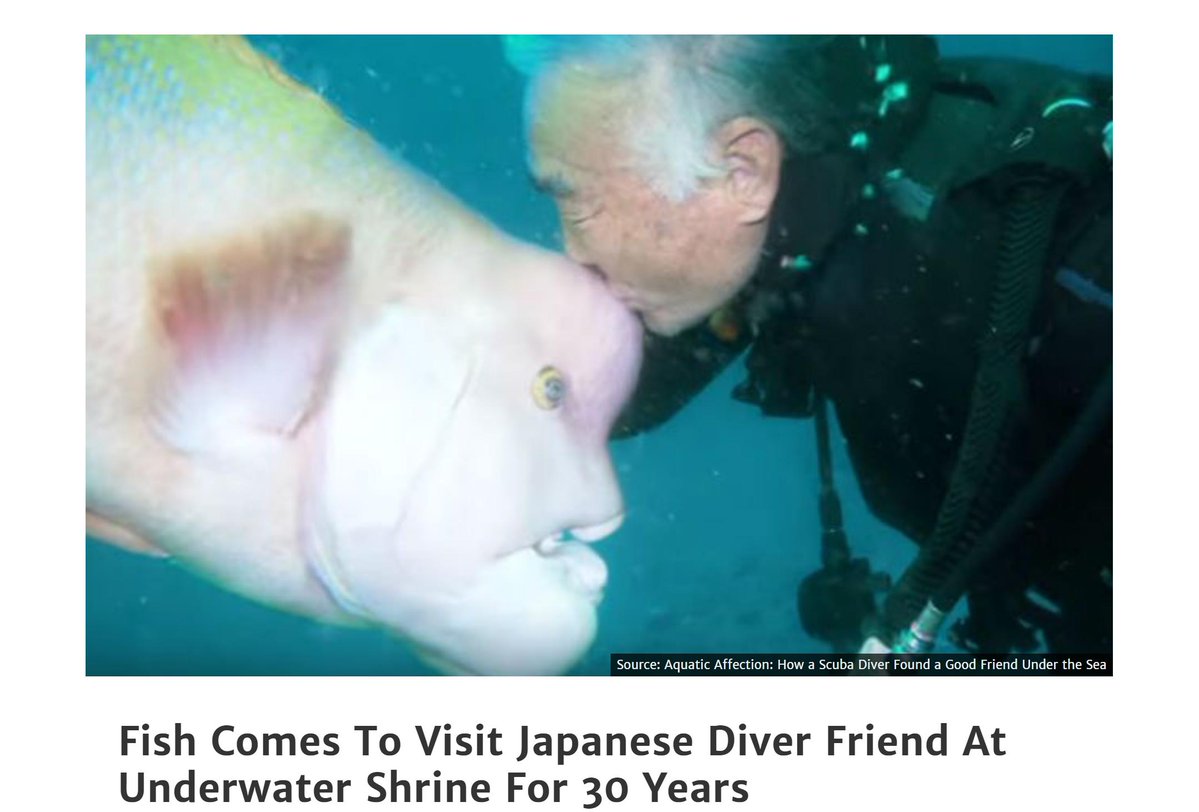 wholesome meme underwater - Source Aquatic Affection How a Scuba Diver Found a Good Friend Under the Sea Fish Comes To Visit Japanese Diver Friend At Underwater Shrine For 30 Years