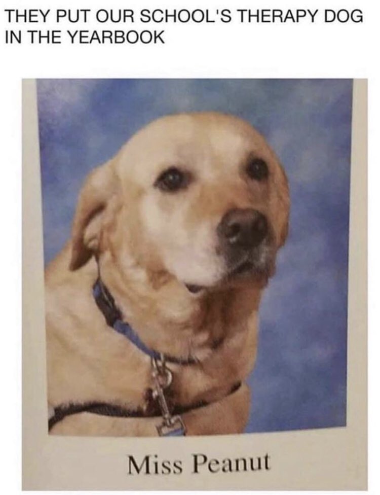 wholesome meme therapy dog yearbook - They Put Our School'S Therapy Dog In The Yearbook Miss Peanut