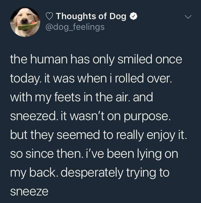 wholesome meme atmosphere - 'Thoughts of Dog the human has only smiled once today. it was when i rolled over. with my feets in the air. and sneezed. it wasn't on purpose. but they seemed to really enjoy it. so since then. i've been lying on my back. despe