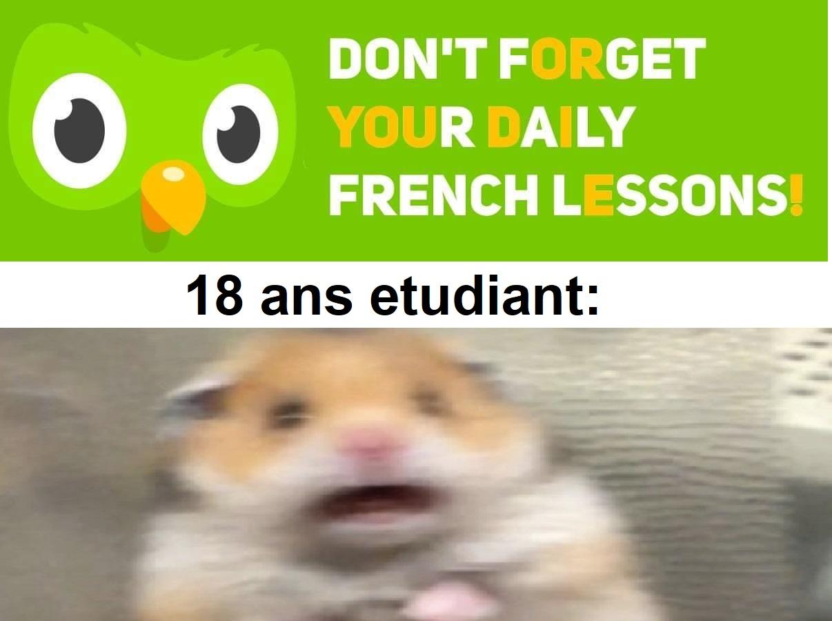 Don't forget your daily french lessons - evil duolingo owl meme
