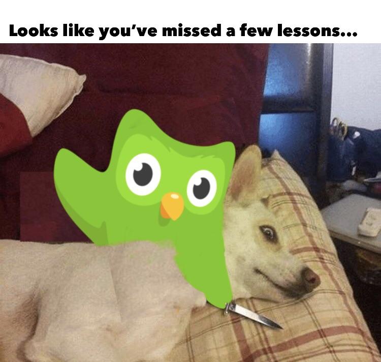 Looks like you've missed a few lessons. Duolingo owl holding a knife up to a dog.