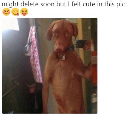 might delete soon but I felt cute in this pic meme with a doggo taking a selfie
