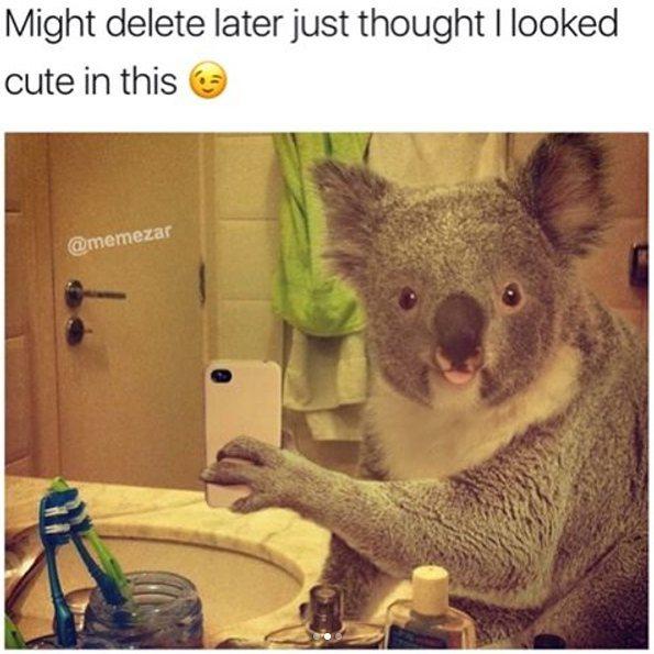 A koala in a felt cute, might delete later meme