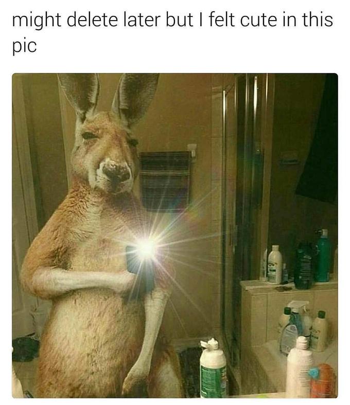 A kangaroo in a felt cute, might delete later meme