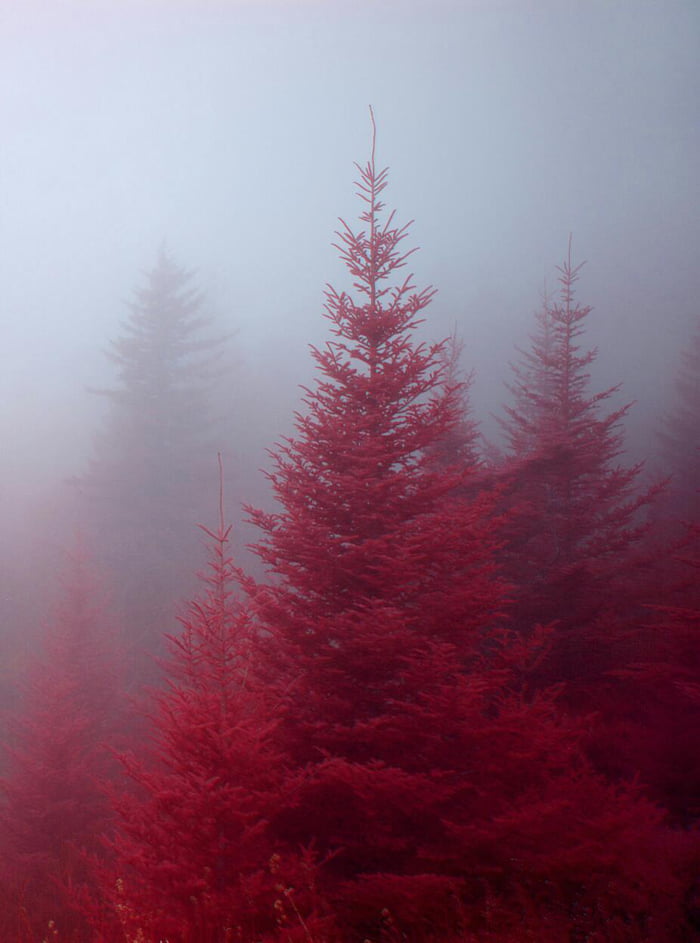 The Blood Woods Picture eBaum's World