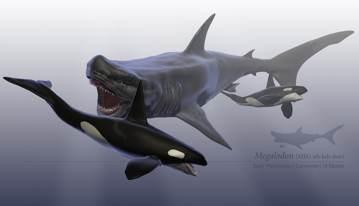 Megalodon Meguhluhdon Early Pleistocene Carnivore | 18 Meters
