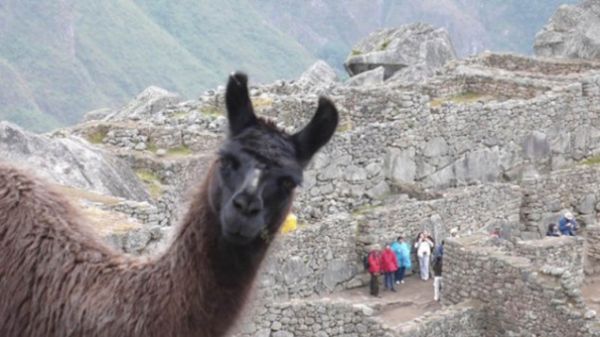 24 People Who Got Photobombed By Animals Out of Nowhere