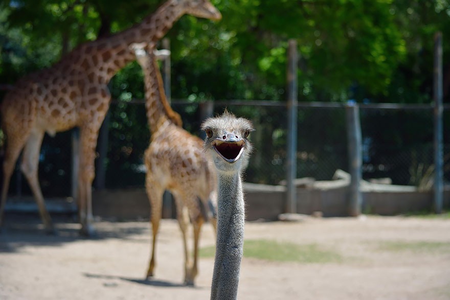 24 People Who Got Photobombed By Animals Out of Nowhere