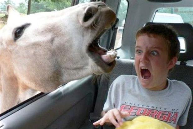 24 People Who Got Photobombed By Animals Out of Nowhere