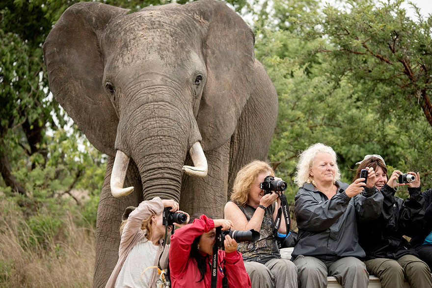 24 People Who Got Photobombed By Animals Out of Nowhere