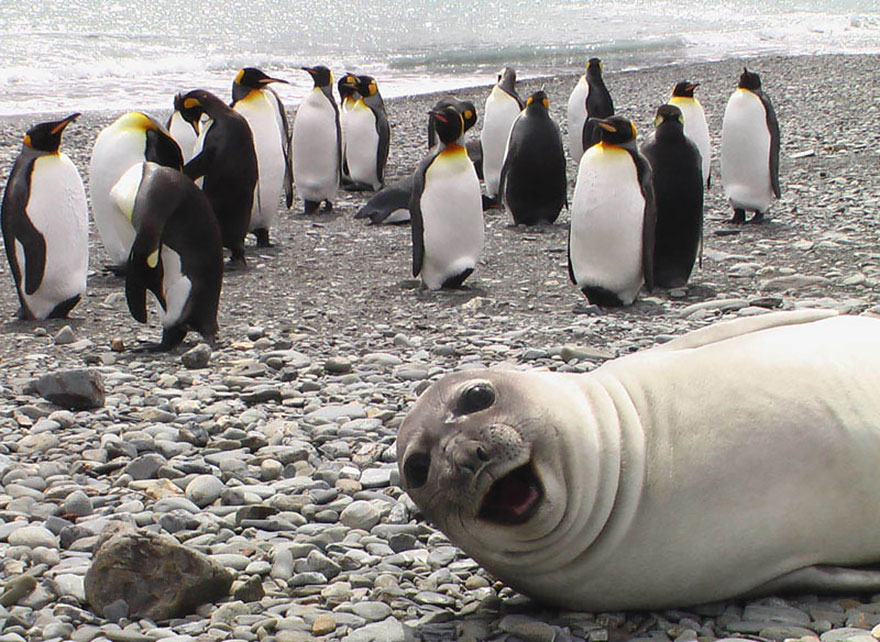 24 People Who Got Photobombed By Animals Out of Nowhere