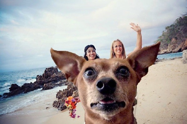 24 People Who Got Photobombed By Animals Out of Nowhere