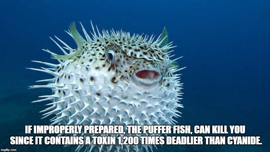 wtf facts - porcupine fish diodon - If Improperly Prepared, The Puffer Fish, Can Kill You Since It Contains A Toxin 1.200 Times Deadlier Than Cyanide. Viii imgflip.com