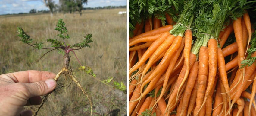 Wild vs Modern Versions of Fruits And Veggies