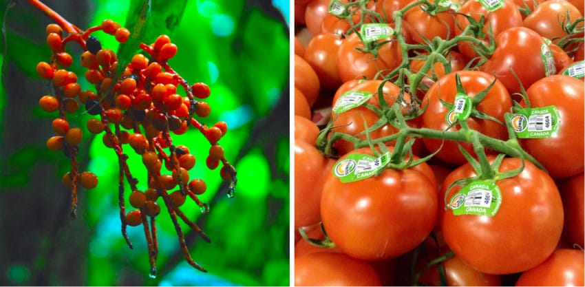 Wild vs Modern Versions of Fruits And Veggies