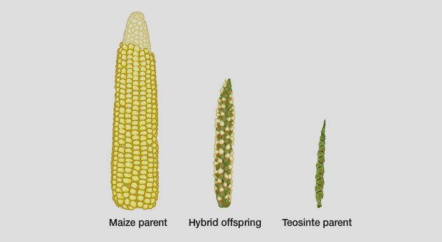 Wild vs Modern Versions of Fruits And Veggies