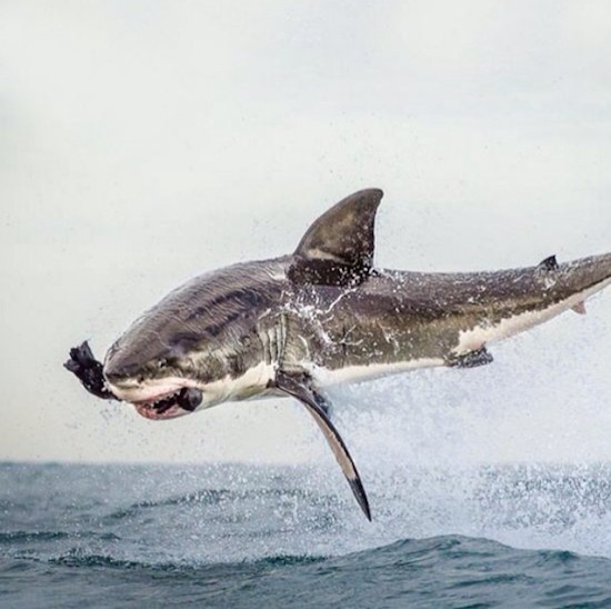 shark flying hd