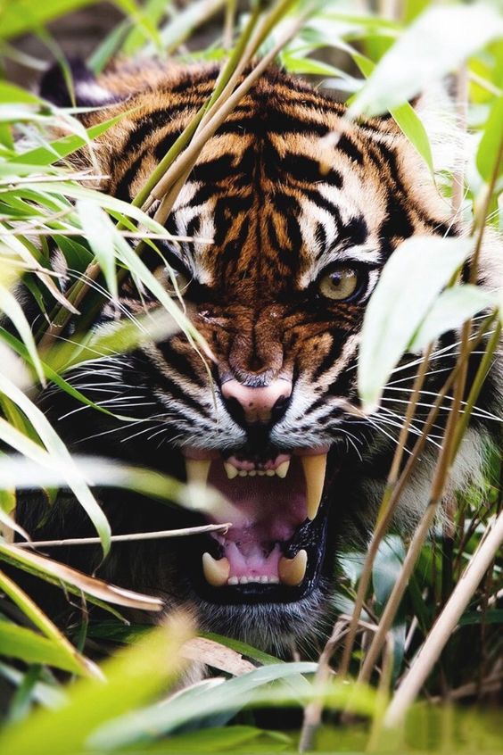 angry tiger bamboo