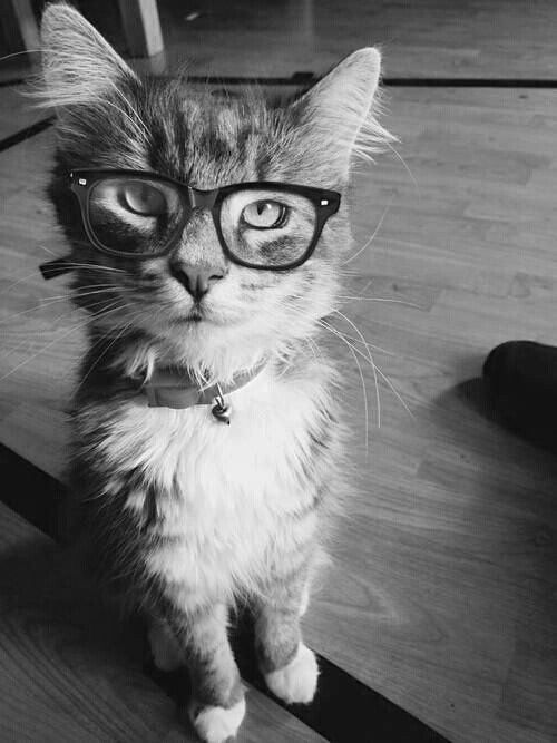 nerd cat