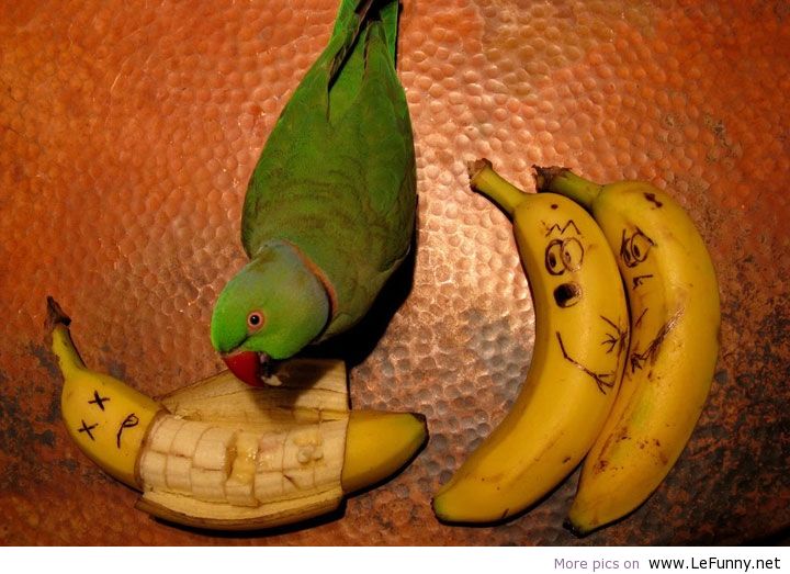 parrot banana - Xx More pics on