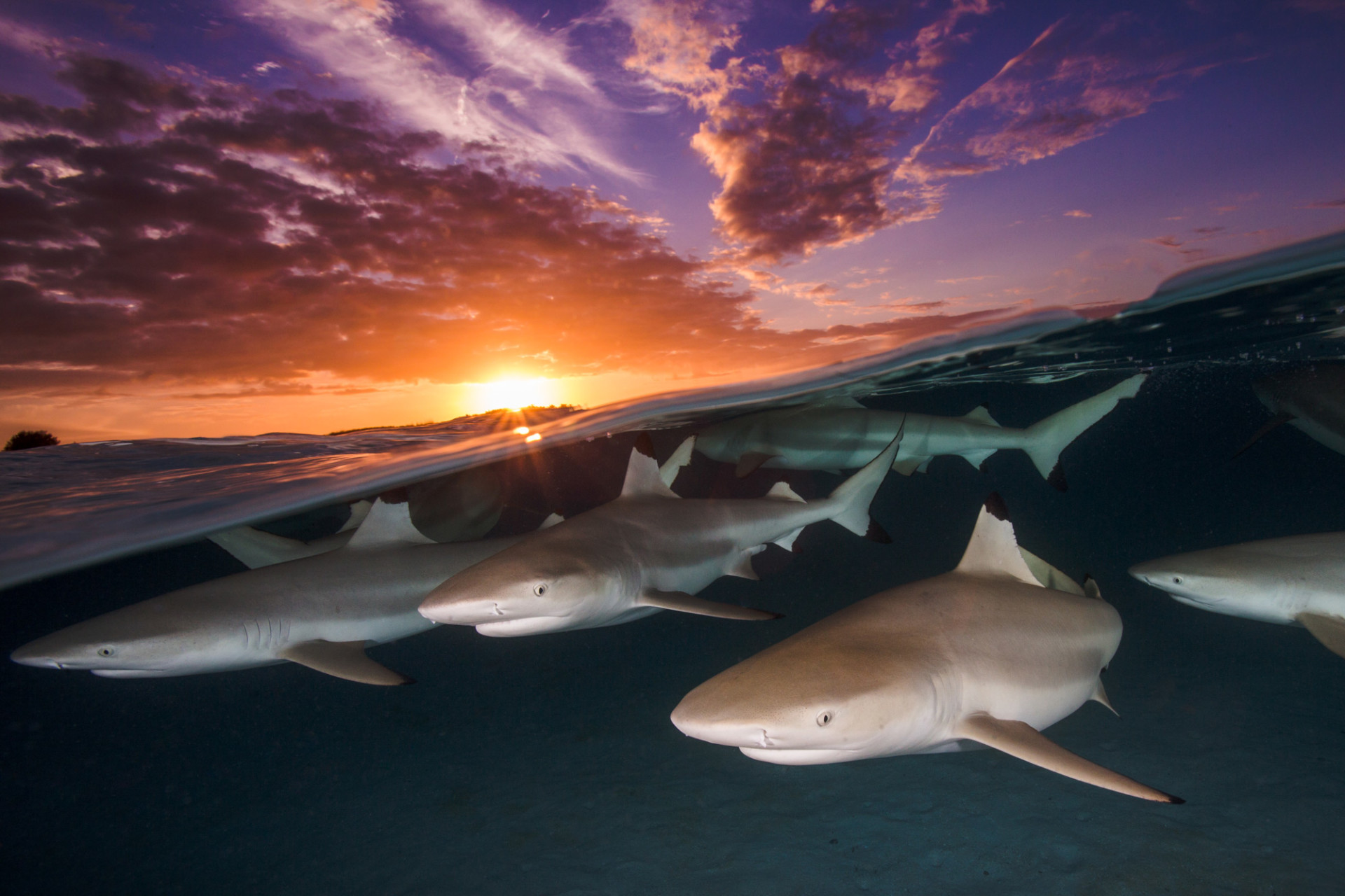 cool picture of Sharks at sunset