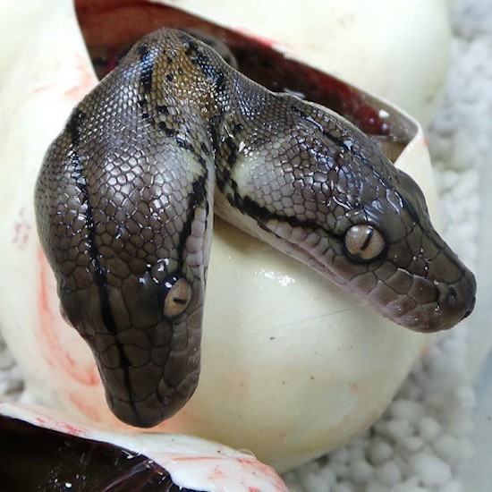 two headed snake being born