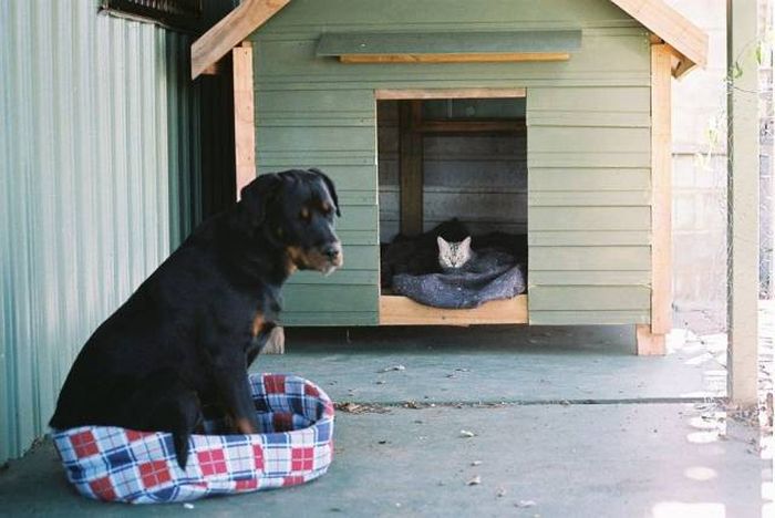 cat and dog trade houses