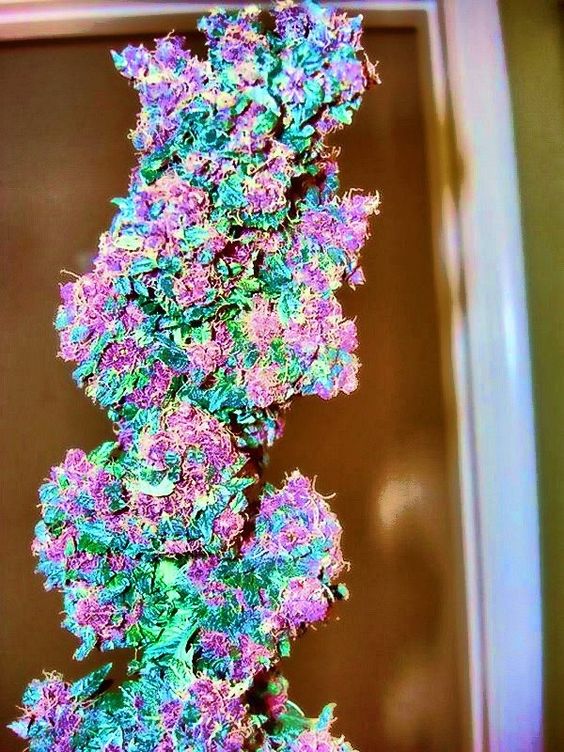 dna weed