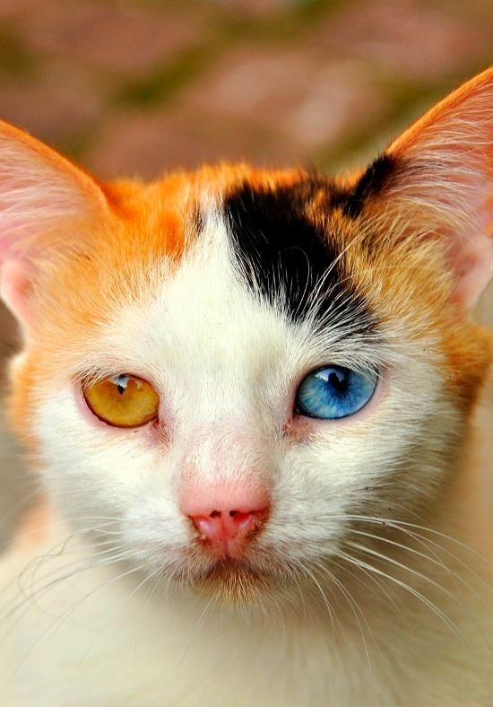 odd eyed calico cat