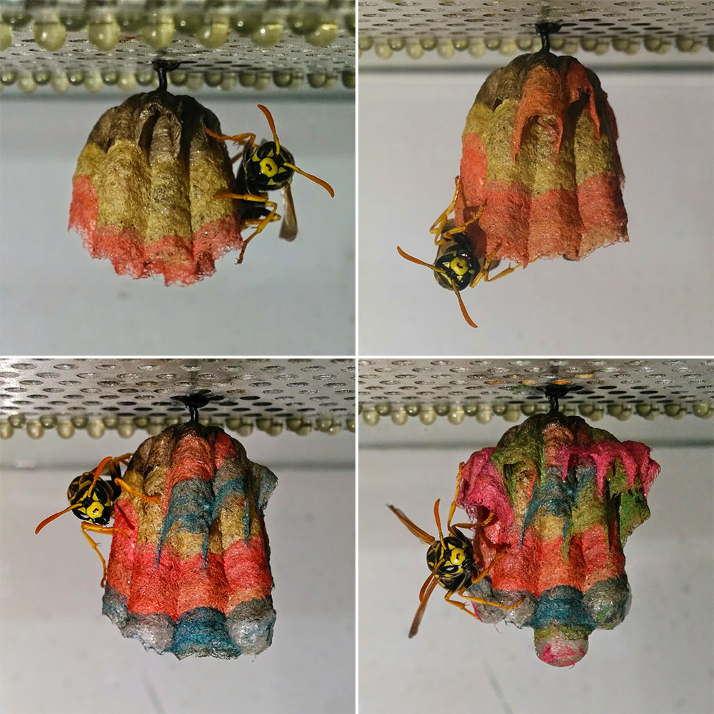 construction paper wasp nest