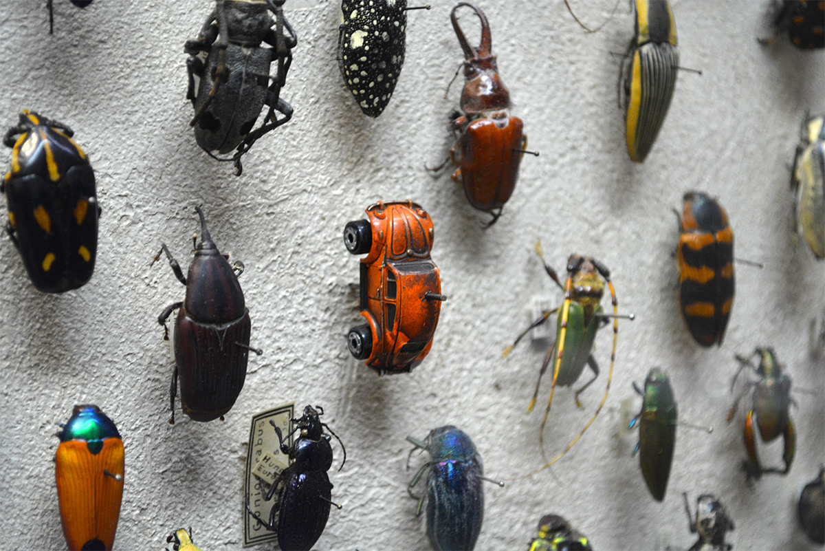 cleveland museum of natural history beetle - Hur Gonio