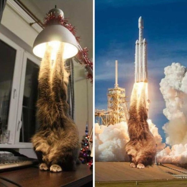 cat looks like a rocket ship taking off