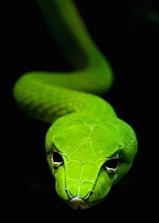 cobra green snake