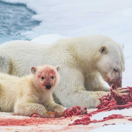 polar bear kills seal