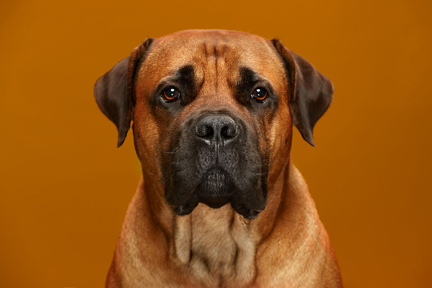 #1  The South African Boerboel