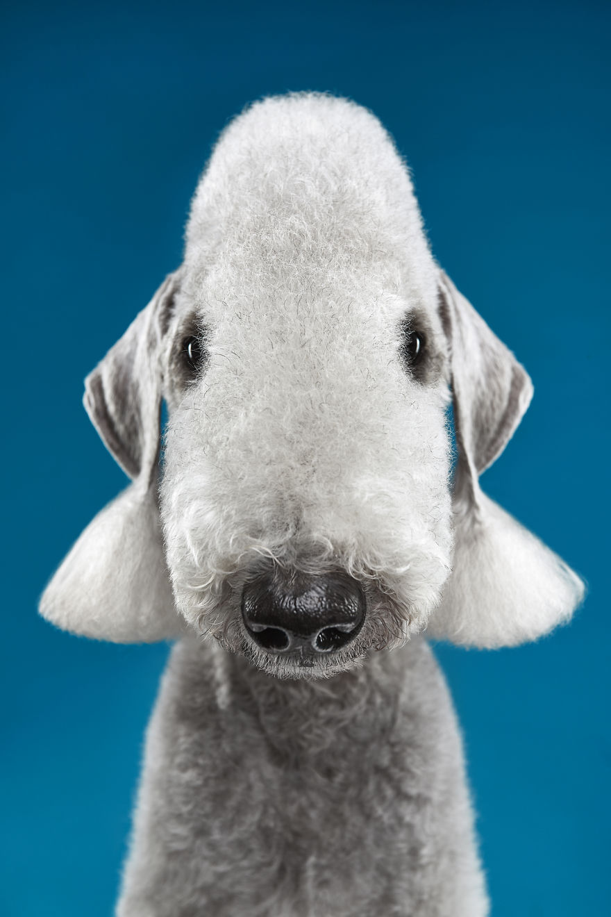 #3  Bedlington Terrier