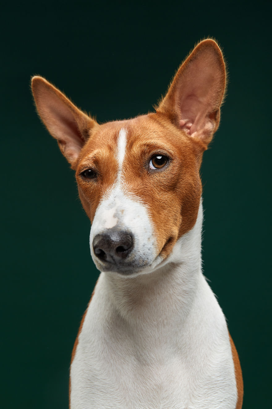 #4  The Basenji