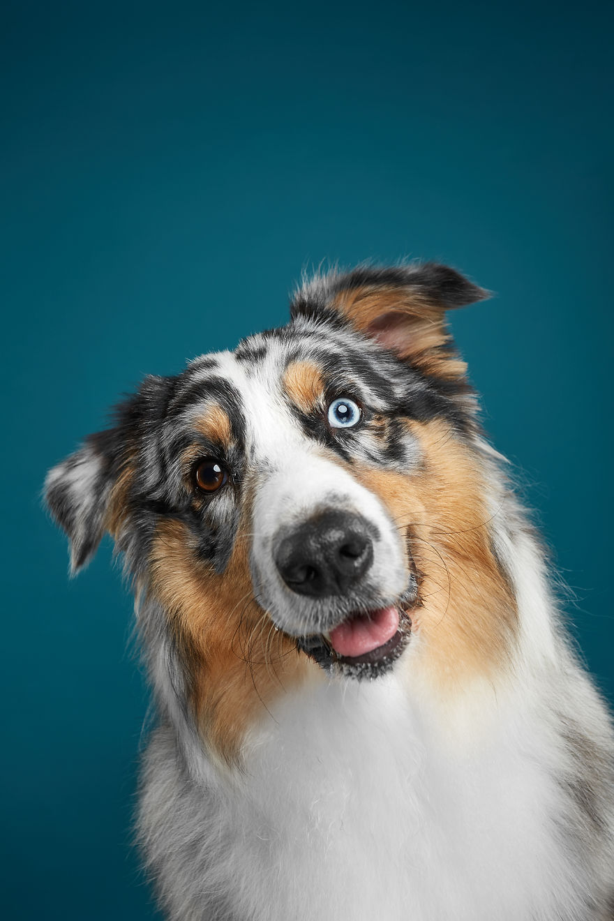 #6  The Australian Shepherd