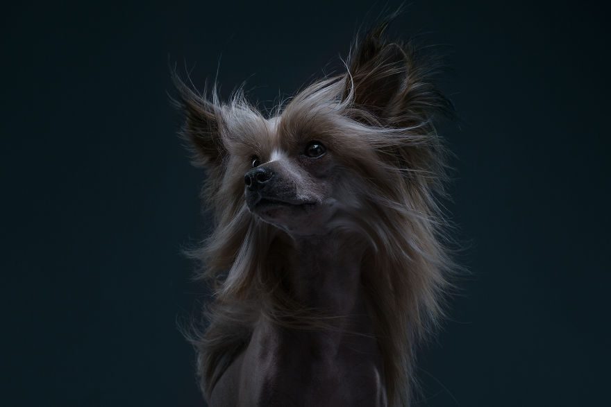 #9  The Chinese Crested Dog